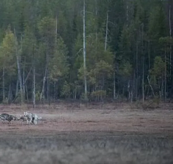 Detectan en Grecia el primer cruce genético entre lobo y perro