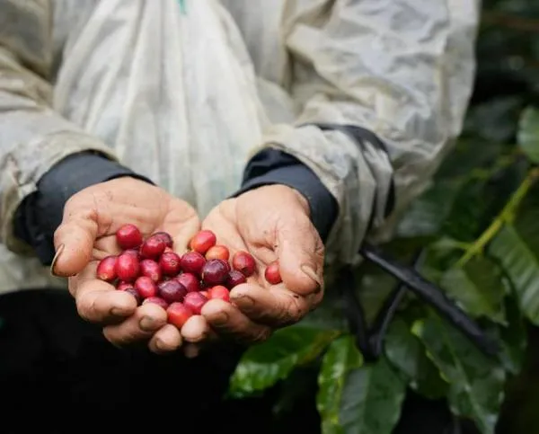 Café de Colombia, el país cierra con una producción de 14 millones 869 mil sacos. Es la más alta en 33 años