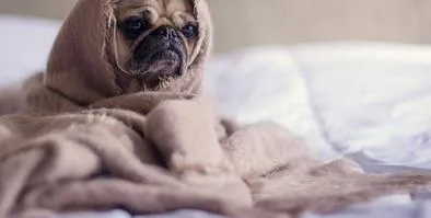Pulgas y garrapatas: ¿Cómo proteger a tu mascota de las enfermedades que transmiten?
