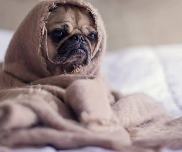 Pulgas y garrapatas: ¿Cómo proteger a tu mascota de las enfermedades que transmiten?