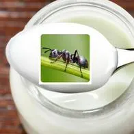 Por qué preparar yogur con hormigas vivas tiene beneficios, según científicos