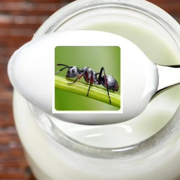 Por qué preparar yogur con hormigas vivas tiene beneficios, según científicos