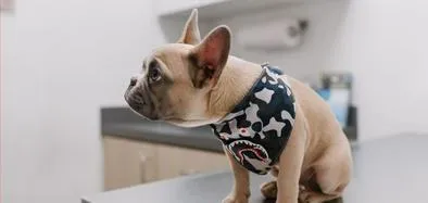 ¿Qué tratamiento tiene el cáncer en perros? Experta da recomendaciones
