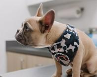 ¿Tu perro tiene más de 10 años? Descubre cómo detectar y prevenir el cáncer en las razas más vulnerables