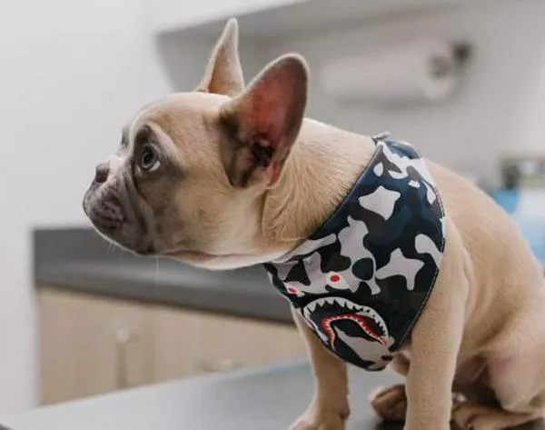 ¿Qué tratamiento tiene el cáncer en perros? Experta da recomendaciones