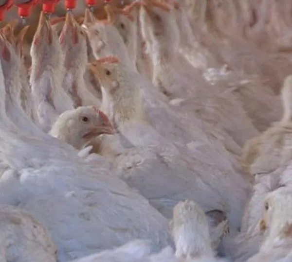 Colombia realiza su primera exportación de pollo a Japón