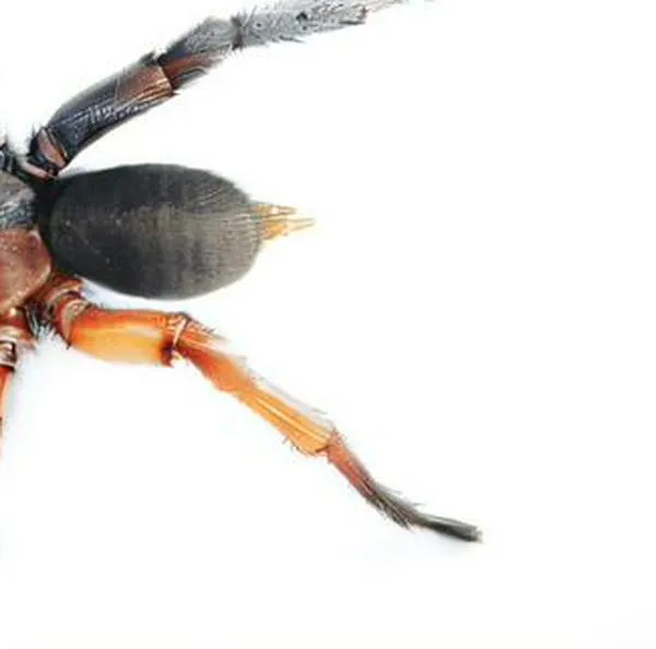 Una araña mitad macho, mitad hembra sorprende a científicos en Tailandia