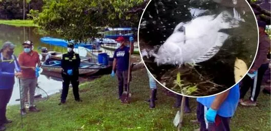 ¿Qué provocó la muerte de 4 mil peces en emblemático sitio turístico de Caldas? Autoridad ambiental investiga