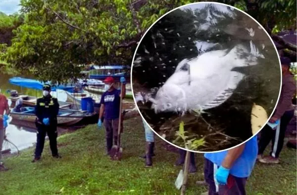 ¿Qué provocó la muerte de 4 mil peces en emblemático sitio turístico de Caldas? Autoridad ambiental investiga