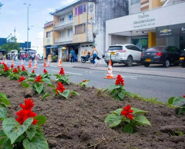 En Manizales embellecen la avenida Santander con plantas que adornan el separador: piden no pisarlas