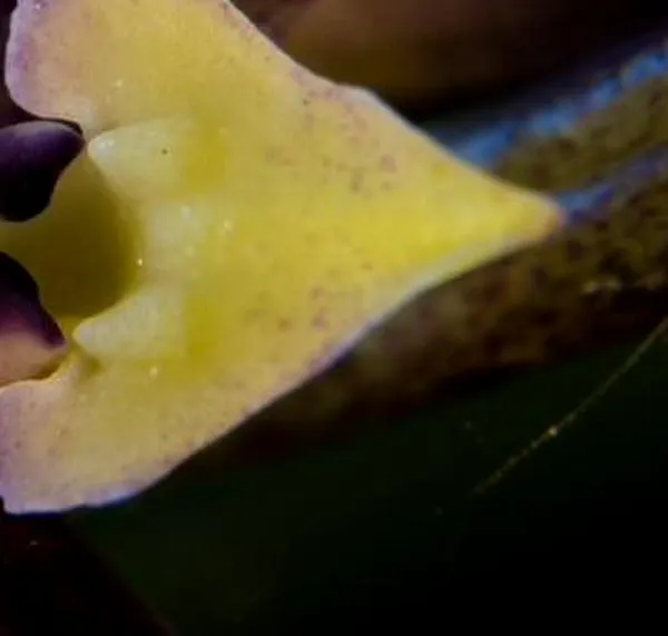 Descubren una nueva especie de orquídea en la Serranía de Juaica, en Tenjo