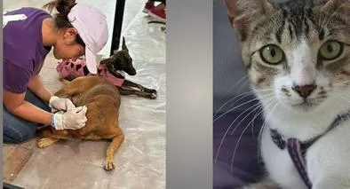 Colombia redefine el concepto de hogar: menos nacimientos, más mascotas