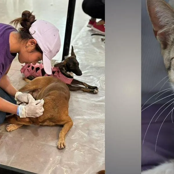 Colombia redefine el concepto de hogar: menos nacimientos, más mascotas