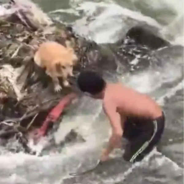  Joven rescató a perro que estaba atrapado en un río de Pereira