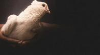 Todos los ganadores del Premio Nobel de Paz en la historia: La importancia del no conflicto