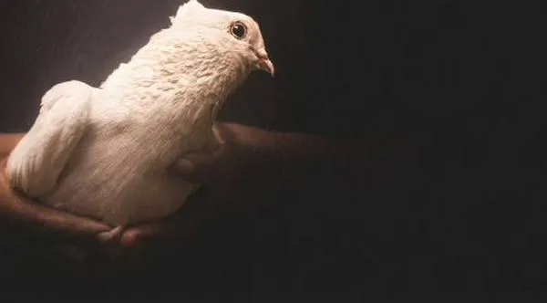 Todos los ganadores del Premio Nobel de Paz en la historia: La importancia del no conflicto