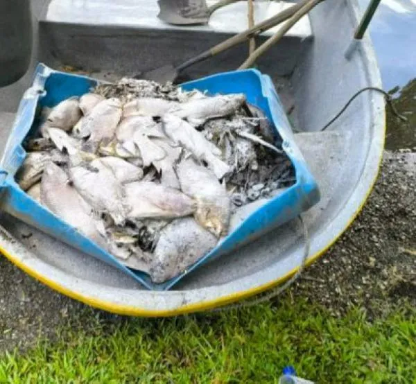 Emergencia ambiental: ordenan cierre temporal de sitio en Caldas por muerte masiva de peces