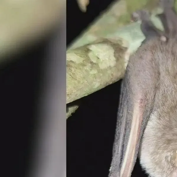 El pequeño murciélago frugívoro plateado es un sembrador de bosques