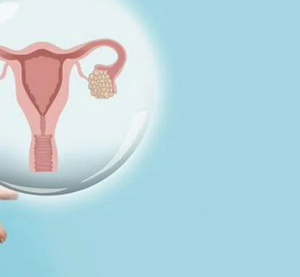 Científicas hacen el primer estudio detallado sobre la longevidad de los ovarios