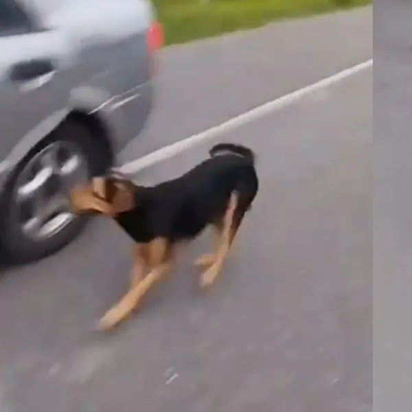 Familia habría querido abandonar a un perro en una carretera de El Guamo Tolima