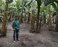 En Naranjal, 100 familias colombianas cambian la coca por un futuro con cítricos y café