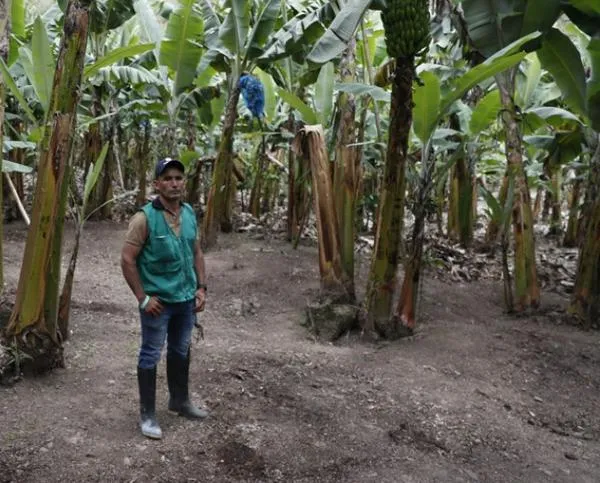 En Naranjal, 100 familias colombianas cambian la coca por un futuro con cítricos y café
