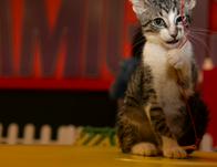 Engativá sigue dejando huella: continúa fortaleciendo la protección y el bienestar animal 