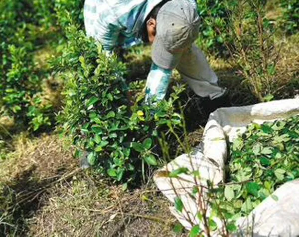 Un año después de Perseo: ¿Hubo cambios en la sustitución de cultivos de coca?