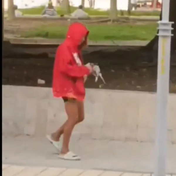 Sucre hoy: una habitante de calle le quitó la cabeza a una paloma de un mordisco
