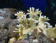 Con el aumento de las emisiones de CO2, "los arrecifes de coral cambiarán de manera irreversible"