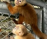 Así fue el rescate de dos monos capuchinos del tráfico ilegal en Cali; se recuperan en el Dagma