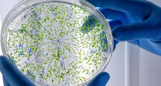 OMS advierte que las bacterias ya son inmunes a los antibióticos y preocupa