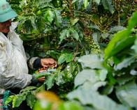 Se alista nuevo Congreso Cafetero en Colombia, será el 26 27 y 28 de noviembre. El precongreso será en Pereira