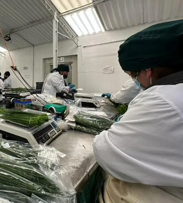 El Dorado: punto clave para la exportación de hierbas aromáticas desde Colombia