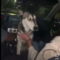 Maltrato animal México: jóvenes emborracharon a un perro callejero en Chihuahua