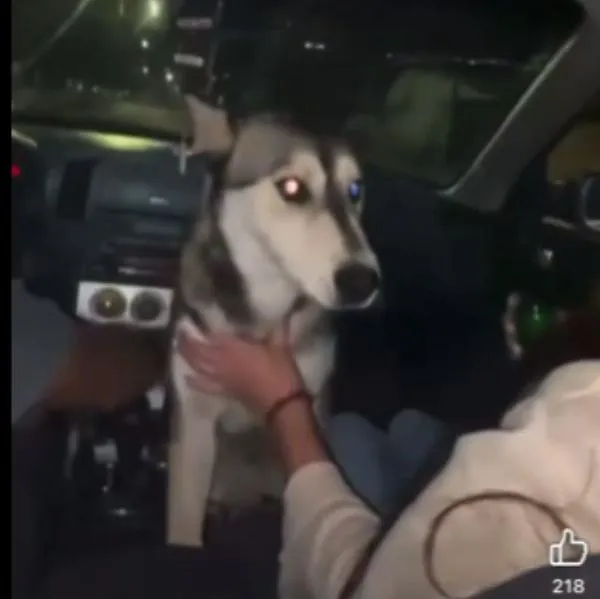 Maltrato animal México: jóvenes emborracharon a un perro callejero en Chihuahua
