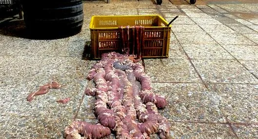 Fábrica de morcilla en Kennedy, Bogotá, sellada porque encontraron heces de rata