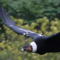 Los animales más representativos de cada país, un recorrido entre aves y mamíferos