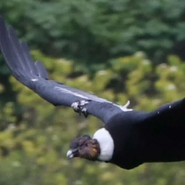 Los animales más representativos de cada país, un recorrido entre aves y mamíferos