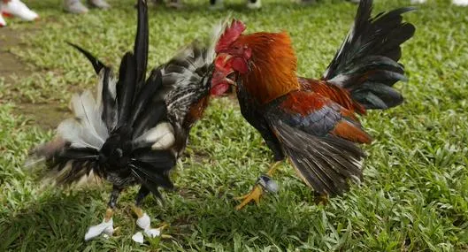 Gallos de pelea
