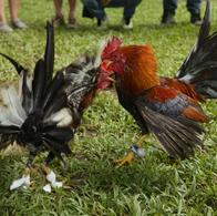 Gallos de pelea