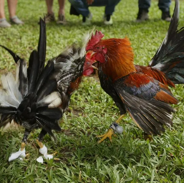 Gallos de pelea