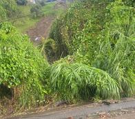 Emergencias en Pereira por aguacero: calles inundadas y deslizamientos de tierra en varias comunas