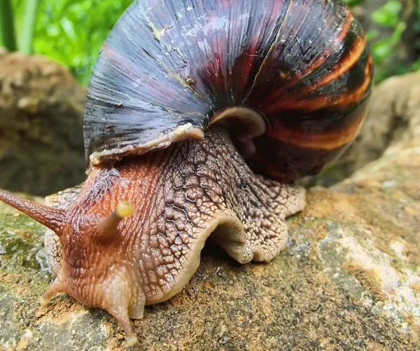 Alerta en Cali por presencia del caracol africano: así puede identificarlo