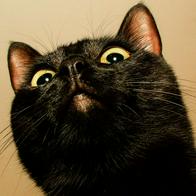 Por qué una ciudad prohibió adoptar gatos negros en Halloween y cuándo se aplica