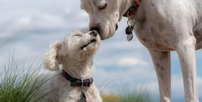 Jornada de adopción animal este fin de semana; conozca dónde se realizará