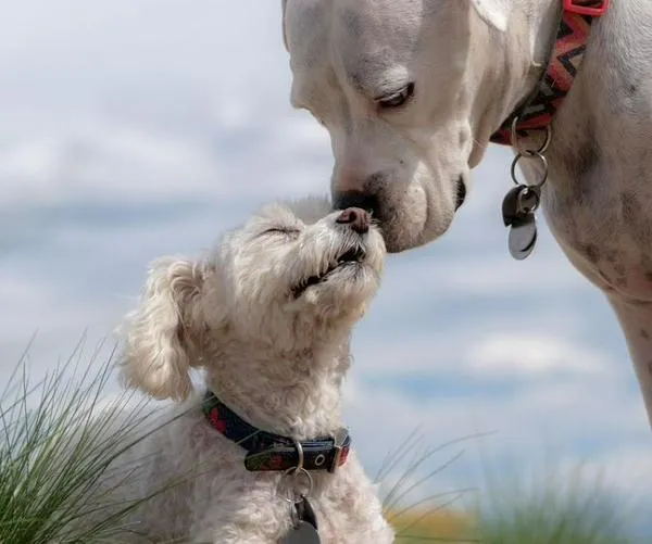 Jornada de adopción animal este fin de semana; conozca dónde se realizará