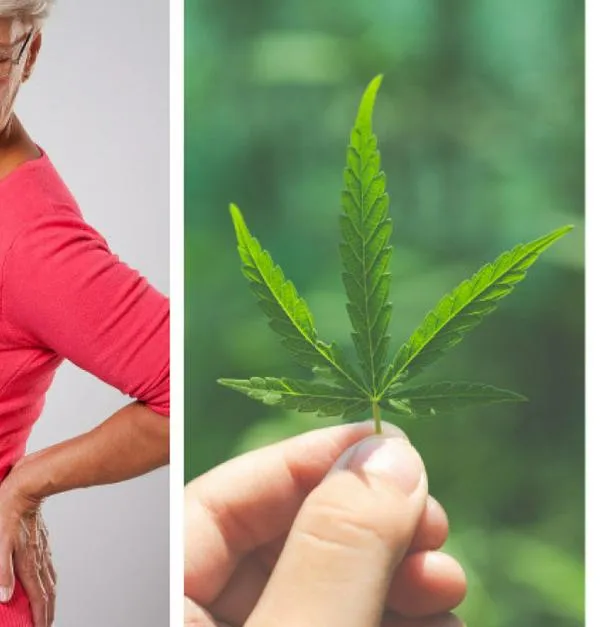El extracto de esta planta podría evitar este dolor en adultos mayores: ¿por qué?