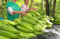 Lleva su éxito a África: una empresa de Caldas ingresó $700 millones en el 2024, produce toneladas de plátano