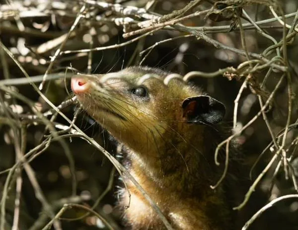 Bogotá y el sur global serán protagonistas frente al manejo de la información sobre biodiversidad  
